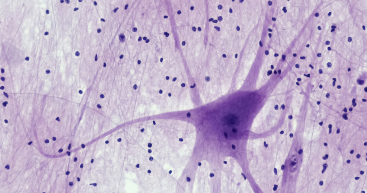 Neuronal synapses firing