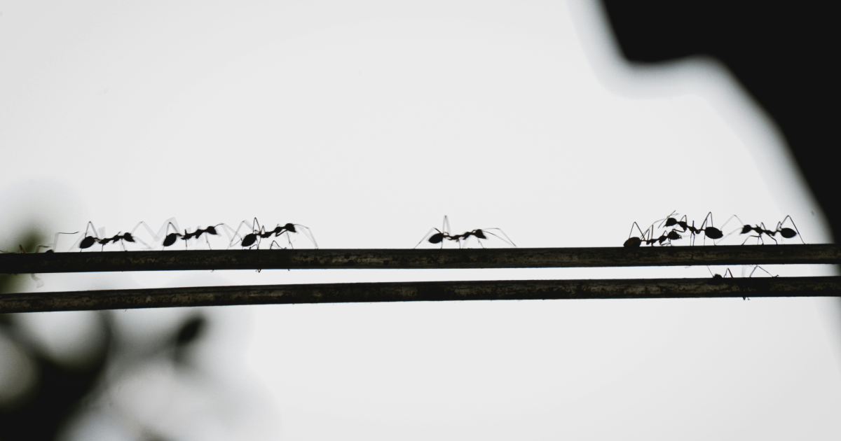 Ants in a line working together, greater than the sum of their parts.