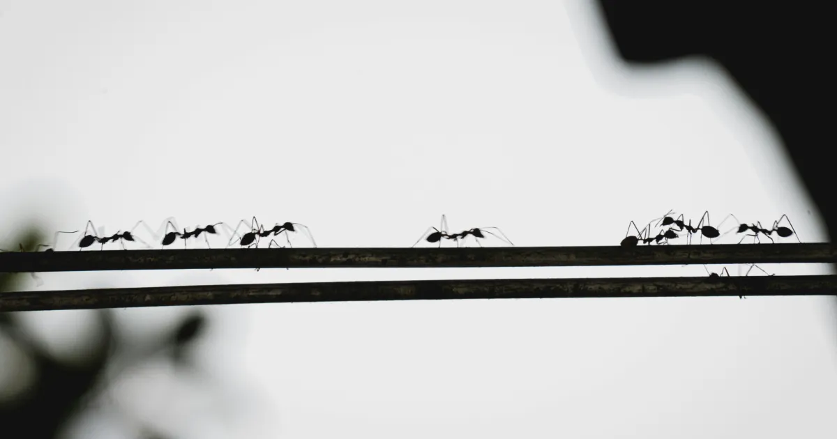 Ants in a line working together, greater than the sum of their parts.