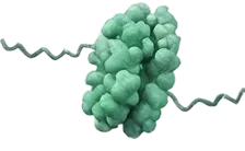 Detailed 3D rendering of a green protein molecule with a twisted ribbon structure.