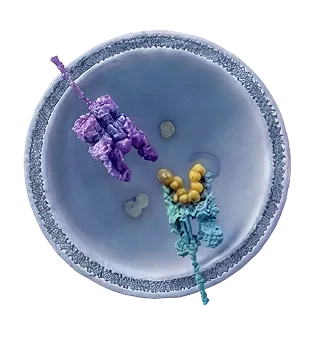 Illustration of a cell with two ribosomes attached to the endoplasmic reticulum, one purple and one blue with yellow molecules, showing protein synthesis.