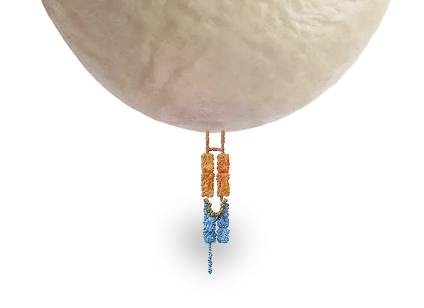 Molecular structure of a membrane protein embedded in a spherical cell membrane.