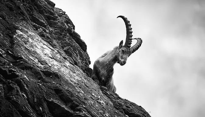 ein echter Goat beim Genießen