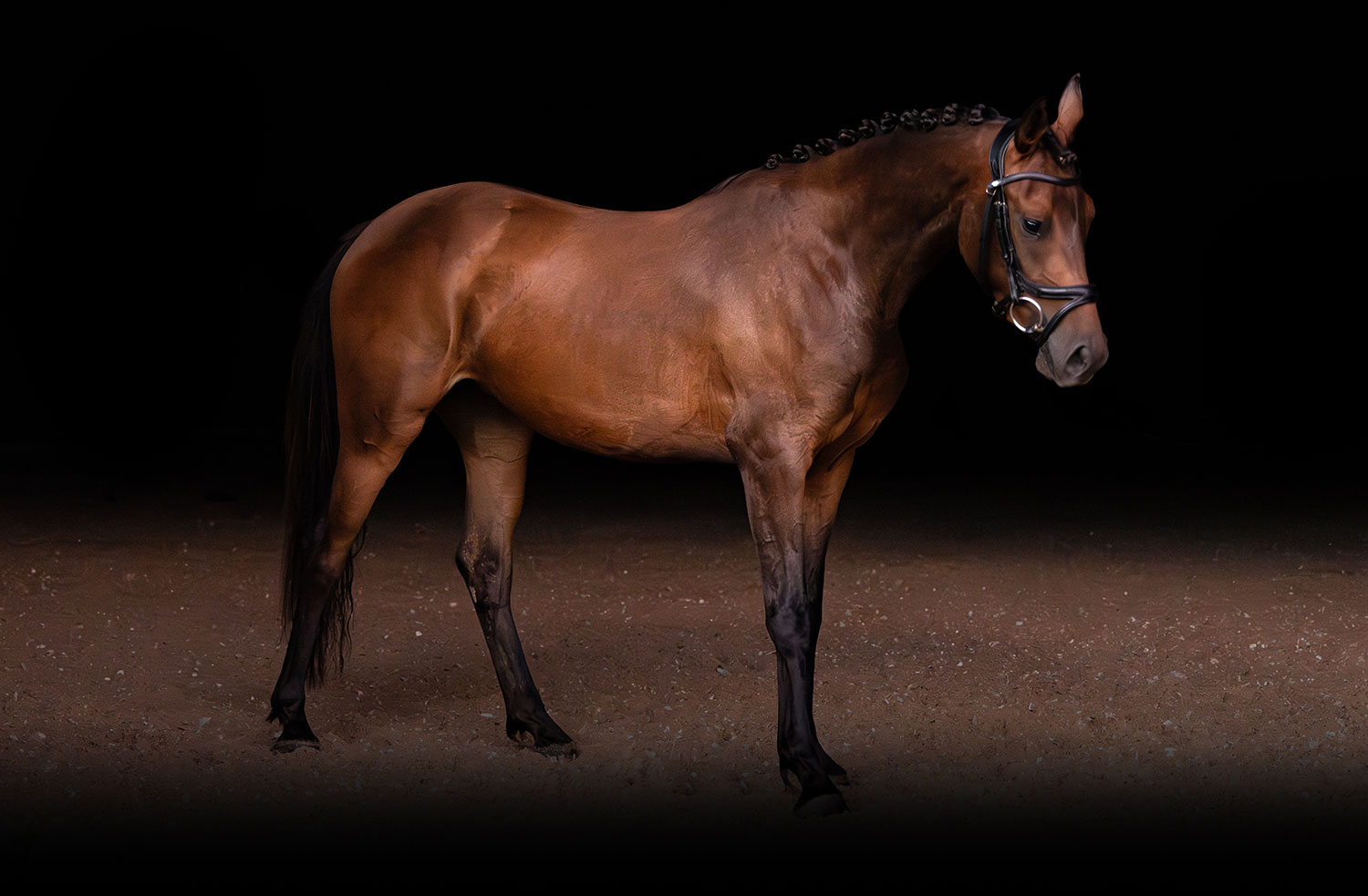 Ziveli - Dressage Horse For Sale