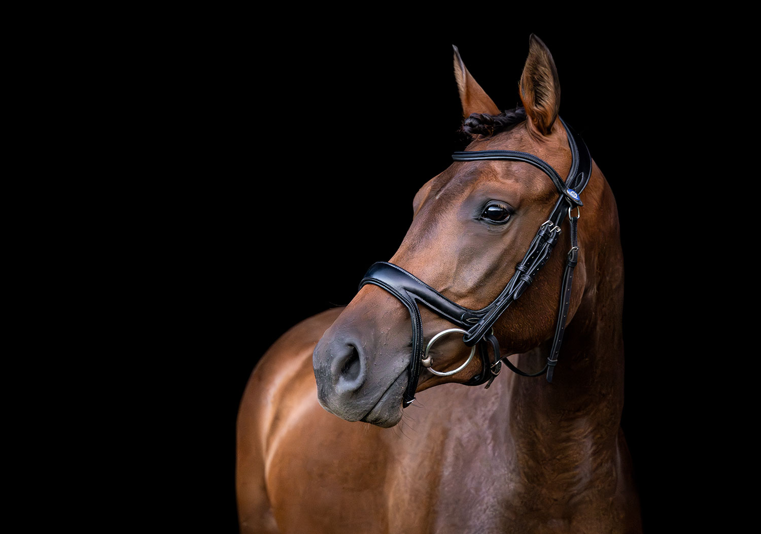 Ziveli - Dressage Horse For Sale