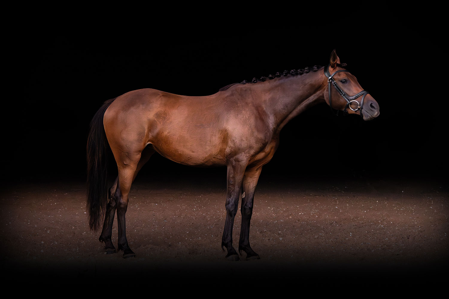Ziveli - Dressage Horse For Sale