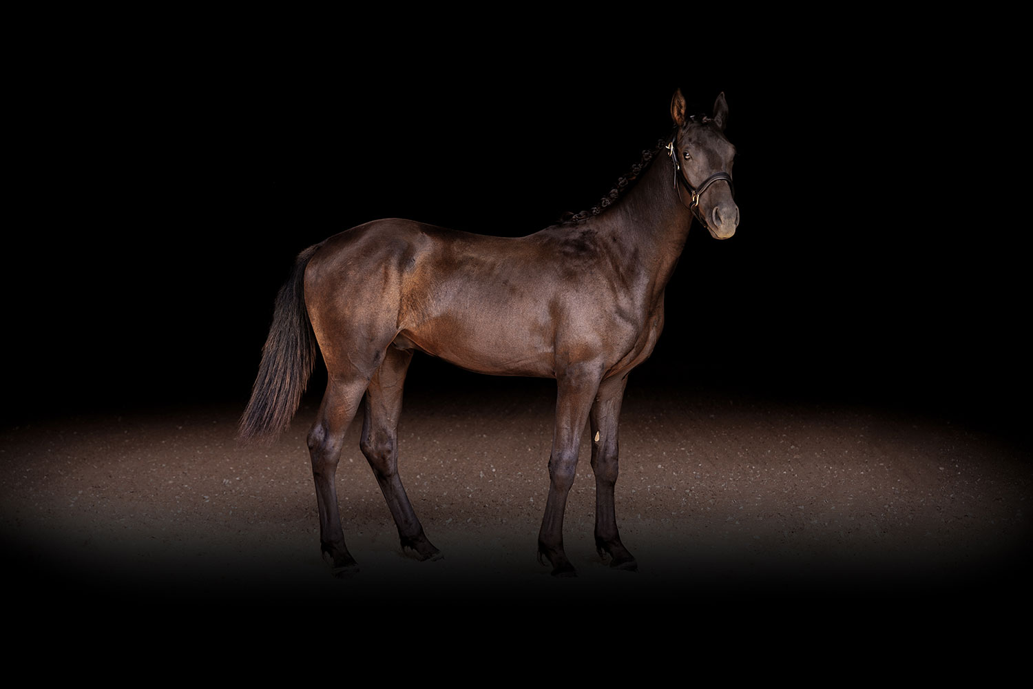 Black Dressage Horse For Sale in Ohio