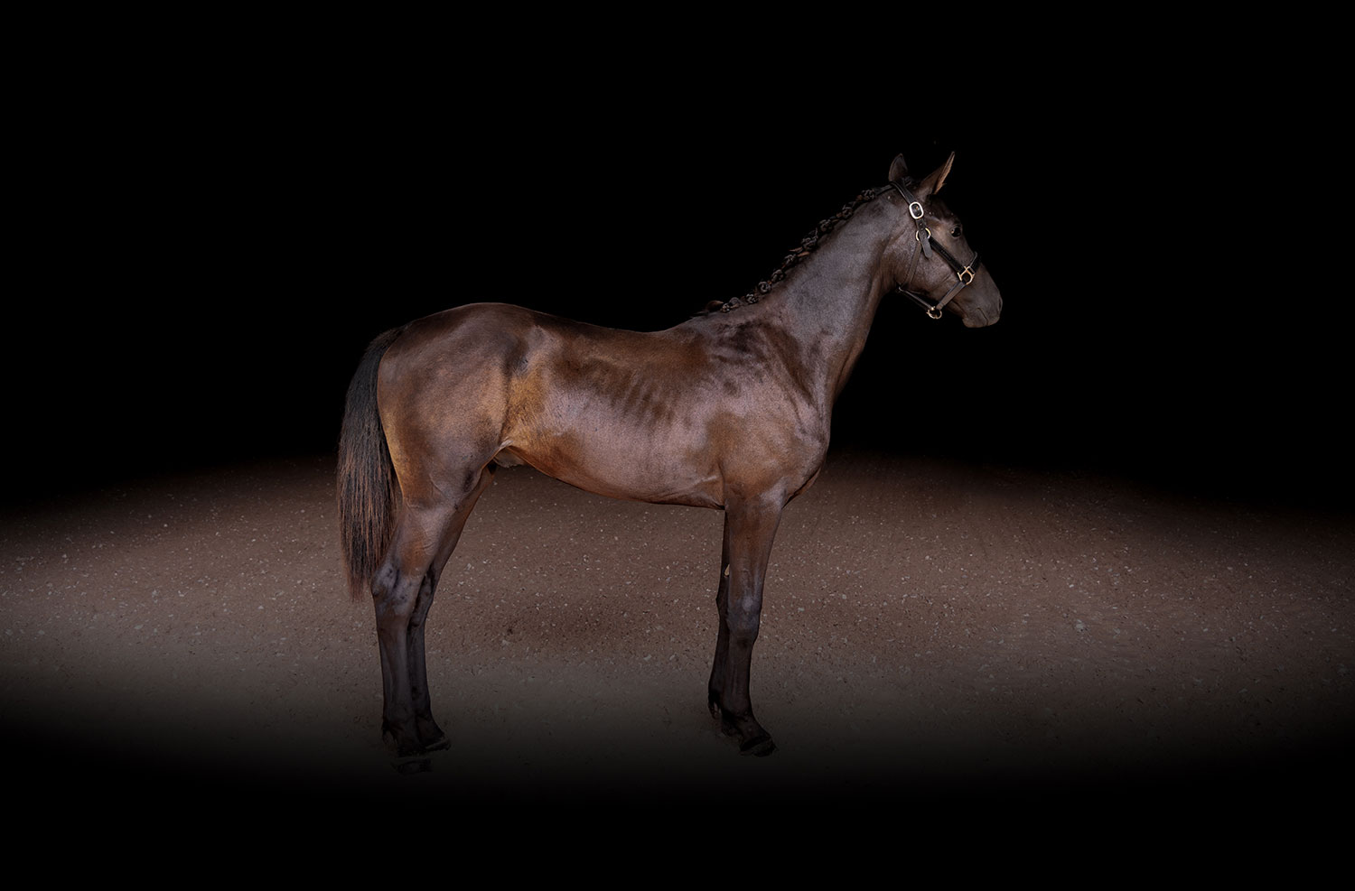 Black Dressage Horse For Sale in Ohio