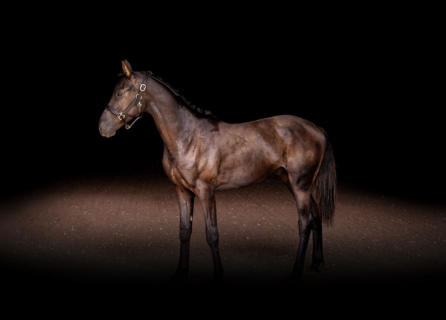 Black Dressage Horse For Sale in Ohio