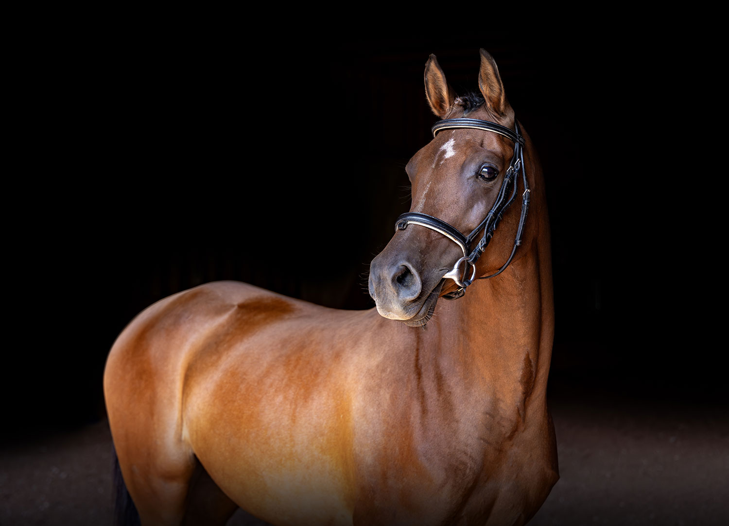Star Dressage Broodmare in Ohio