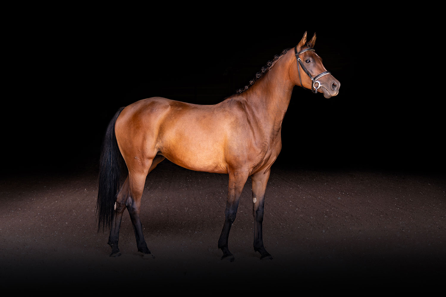 Star Dressage Broodmare in Ohio