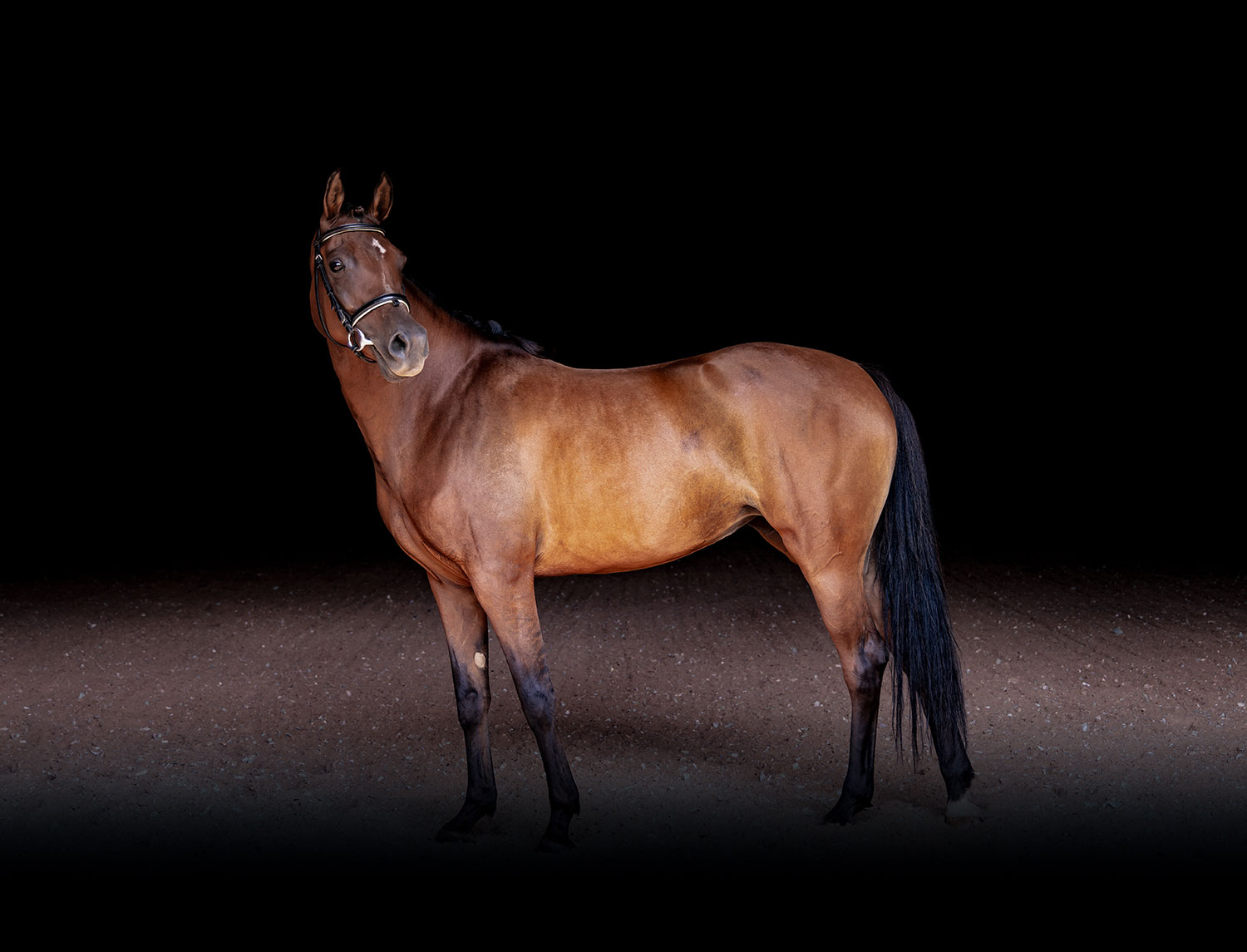 Star Dressage Broodmare in Ohio
