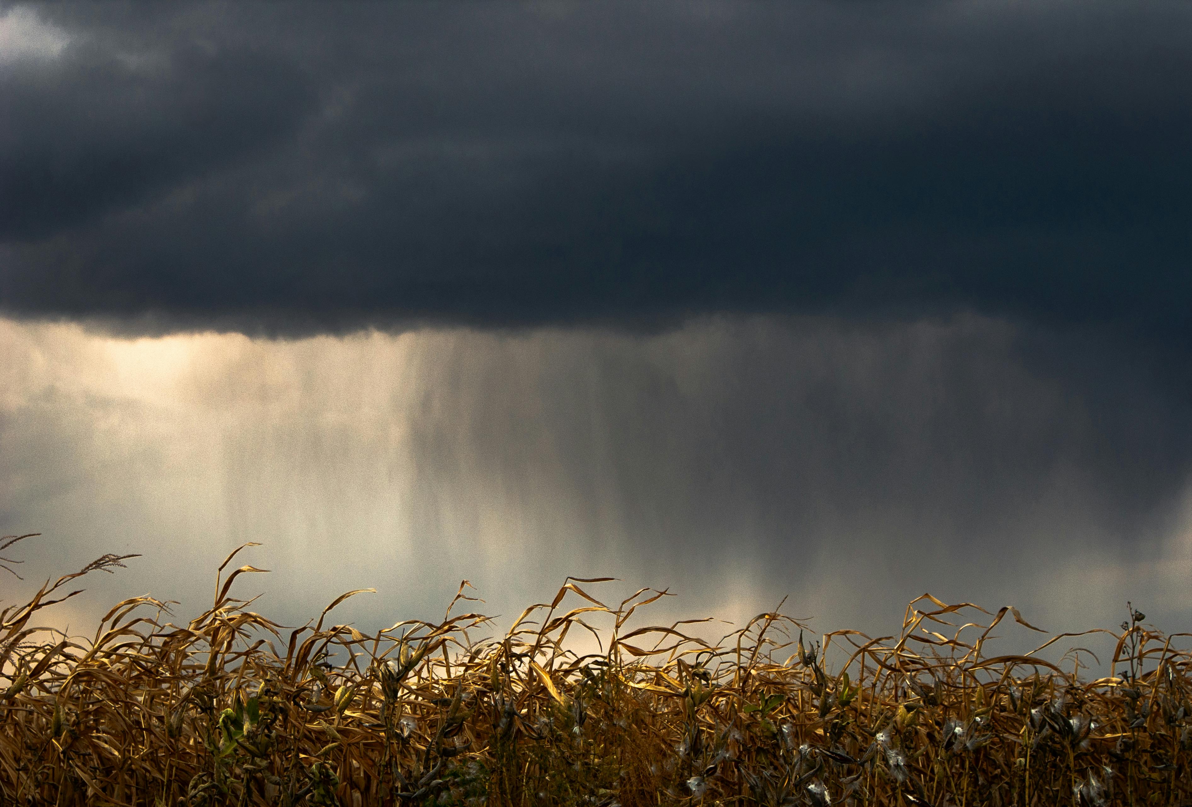Agricultural land under blue sky – Sustainable corn production