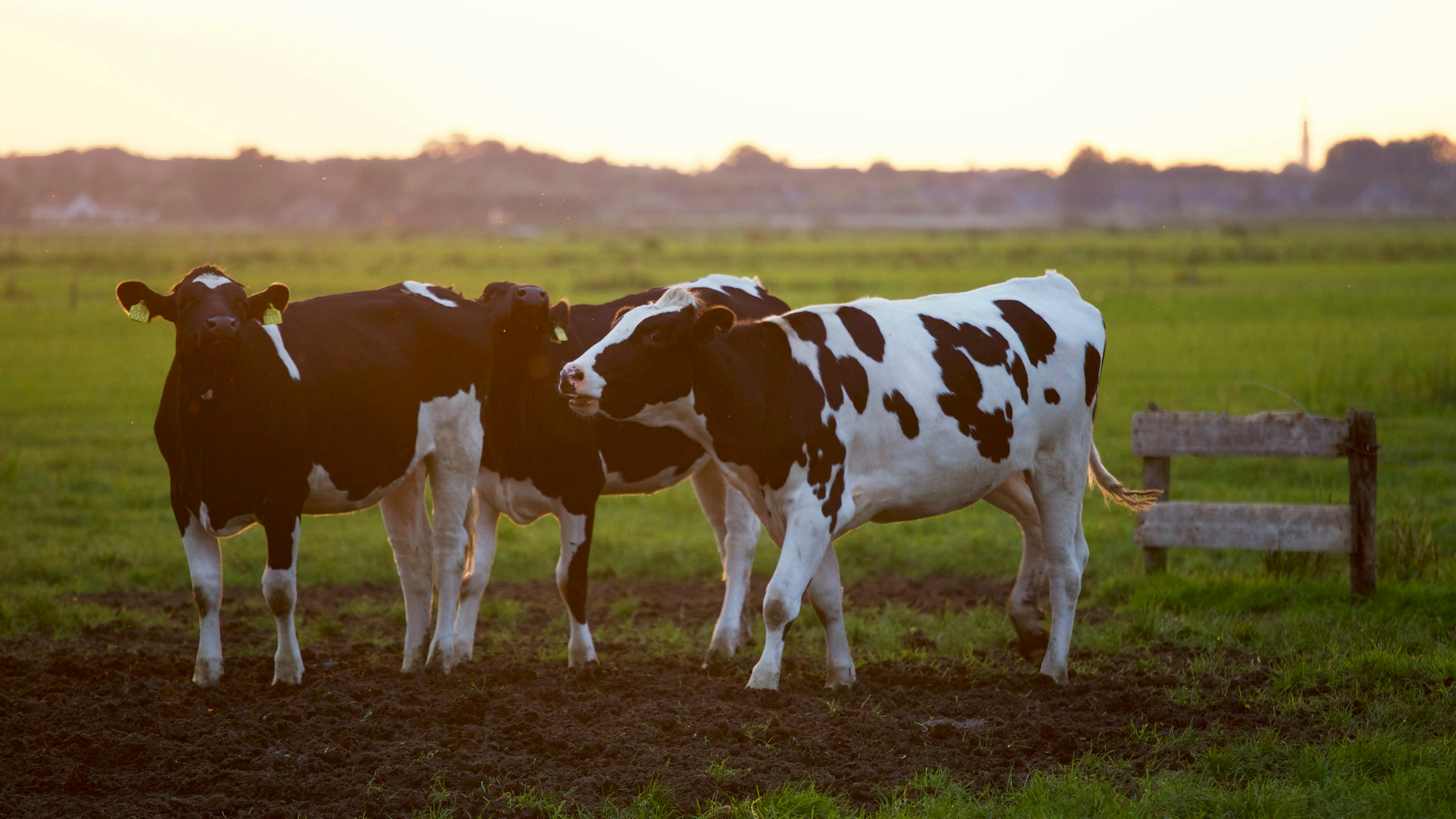 Young calves on a sustainable farm – Nutrition with premium DDGS-CORN