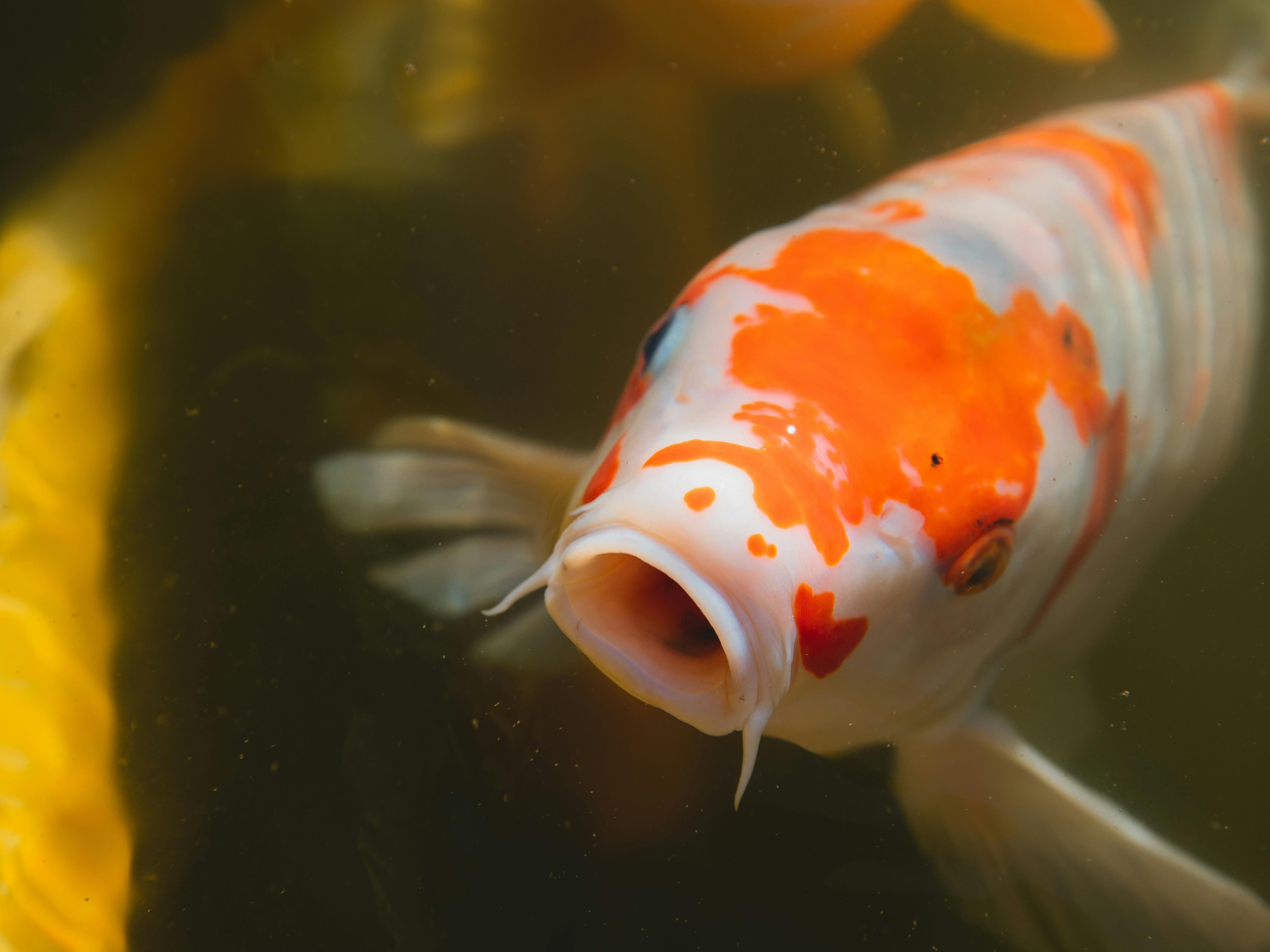 Aquaculture feeding – High-protein DDGS-CORN for fish nutrition