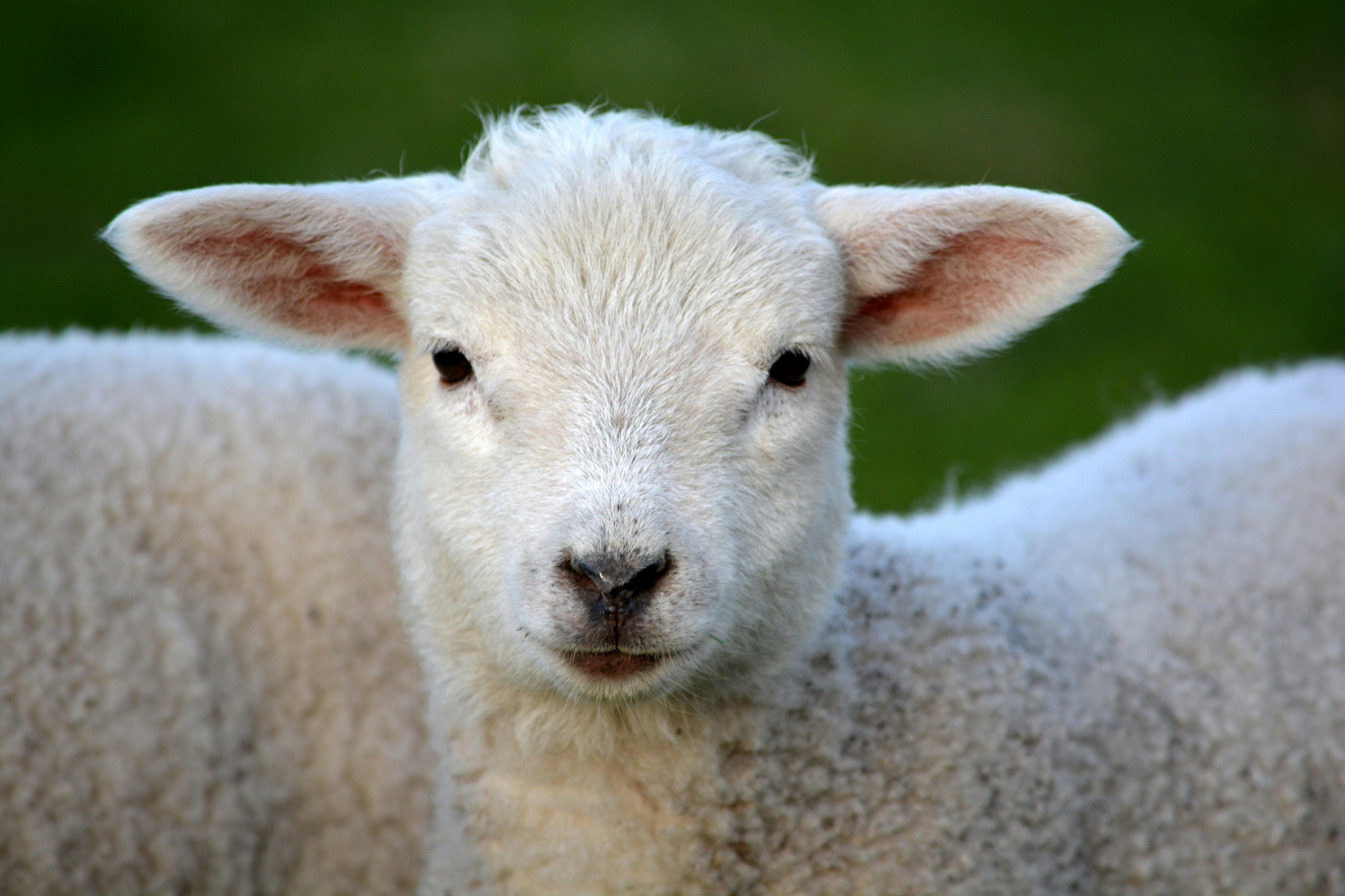 Healthy lamb grazing – Sustainable animal feed with DDGS-CORN