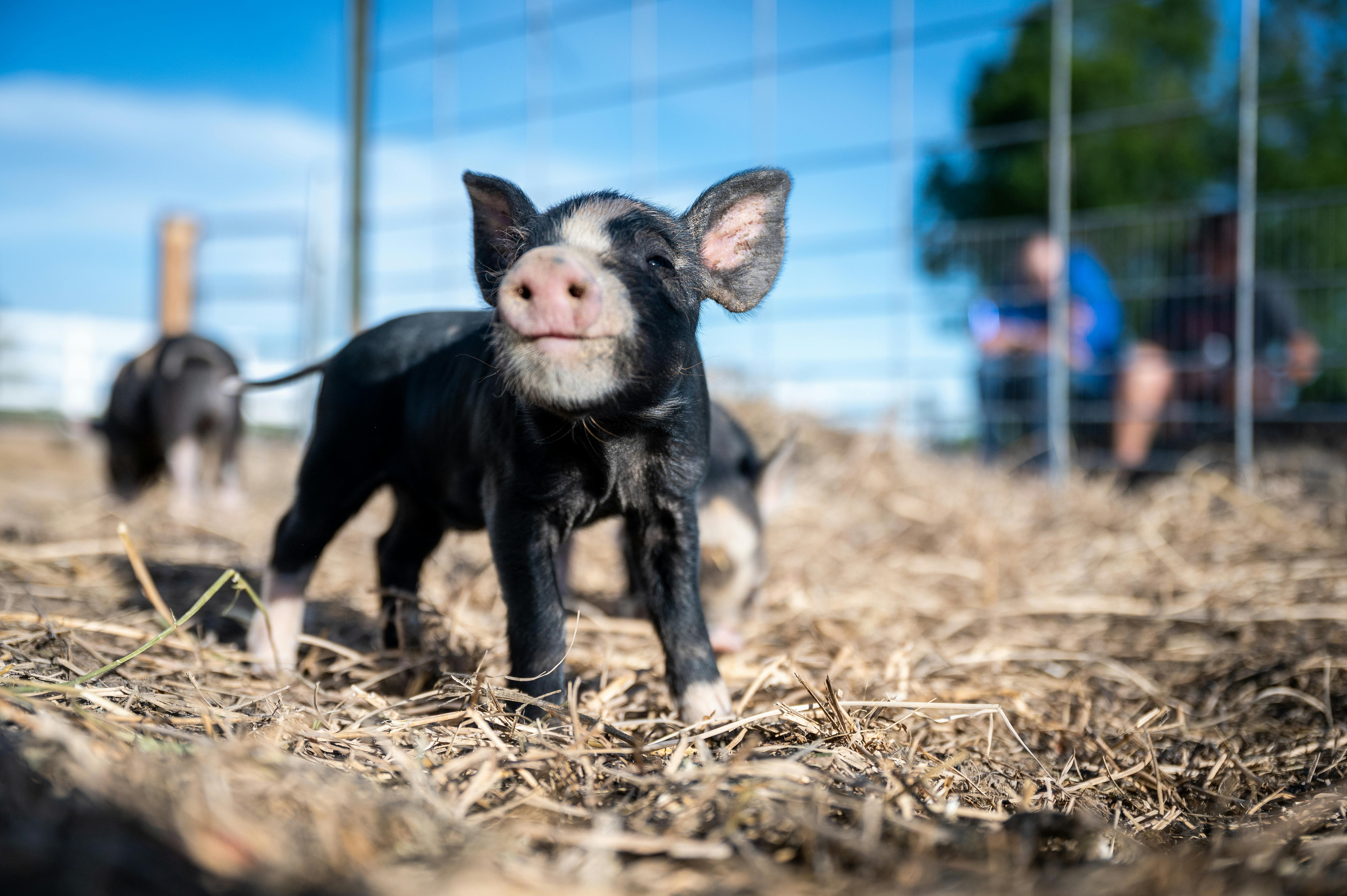 Swine (High-Quality Pig Feed)