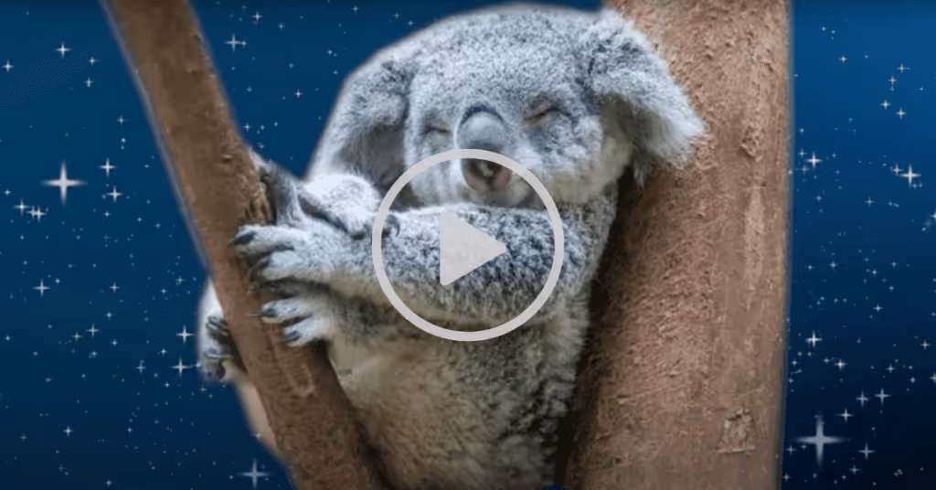 The cuddly koala meditation story