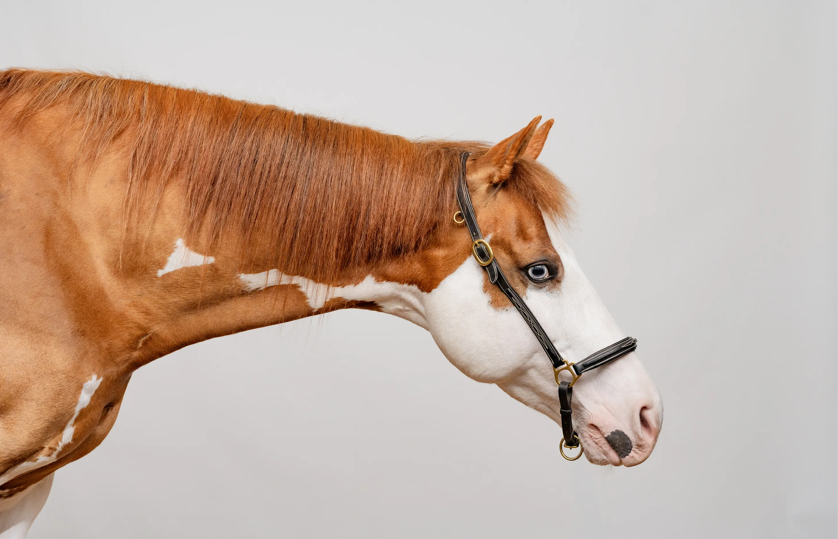 Side profile of a brown and white horse with a black halter against a gray background.