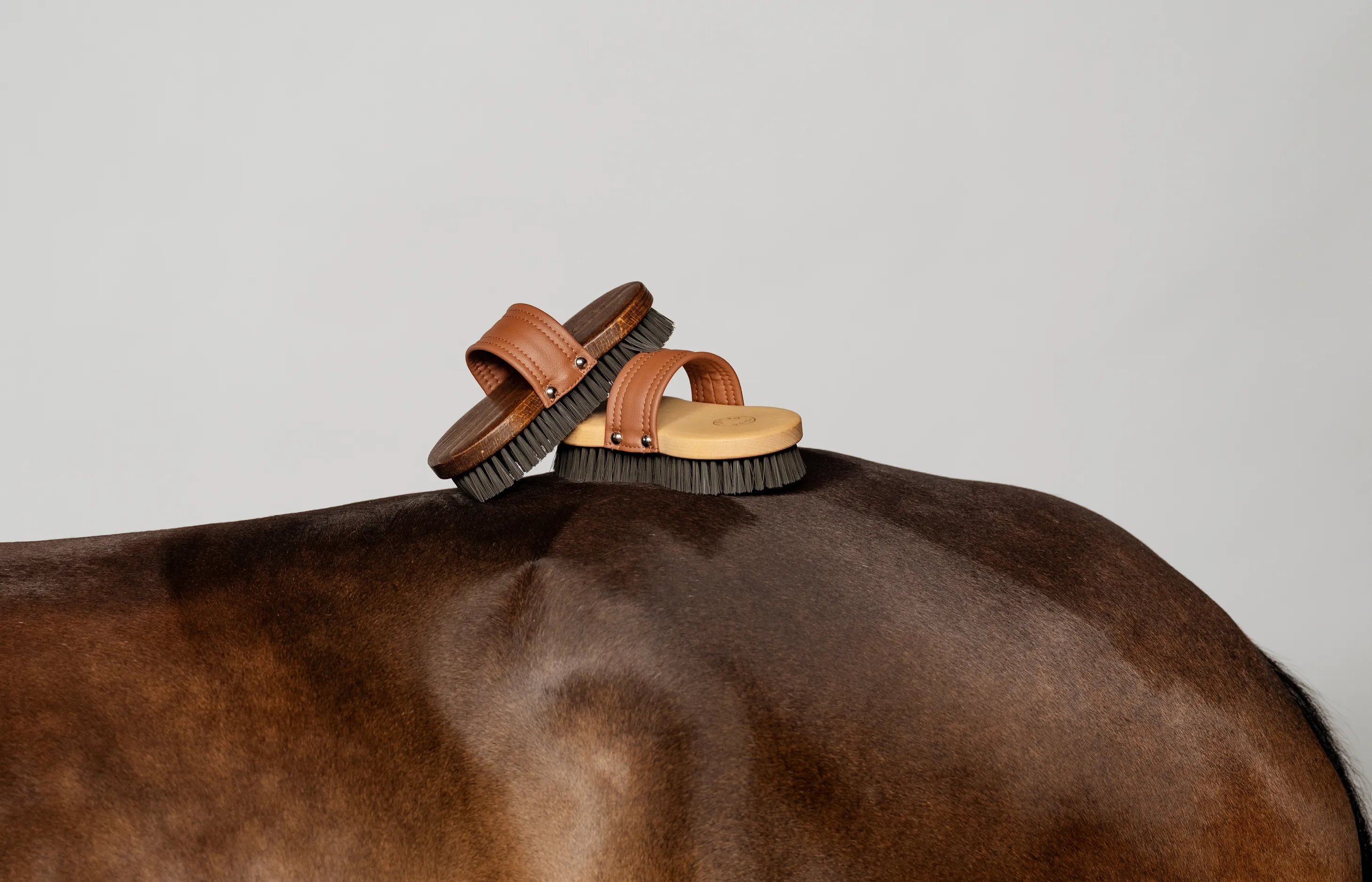 Two wooden grooming brushes with brown leather straps resting on a shiny brown horse's back.