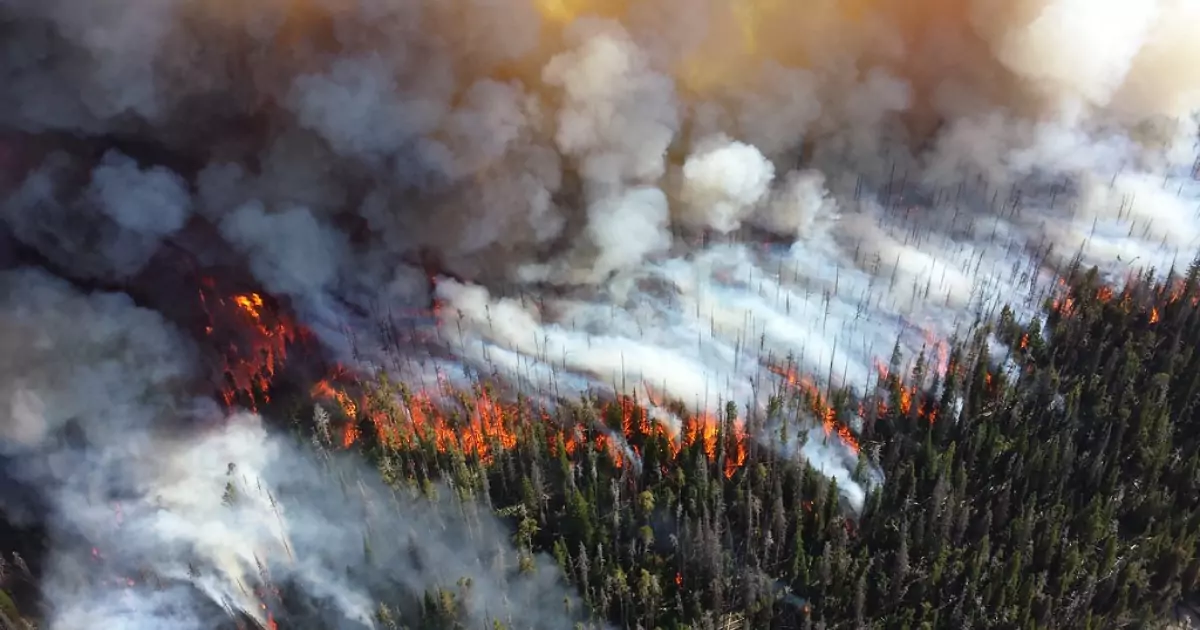 forestry surviving wildfire
