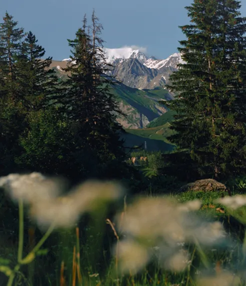 Snow-capped mountains behind green hills framed by tall evergreen trees and wildflowers in the foreground.