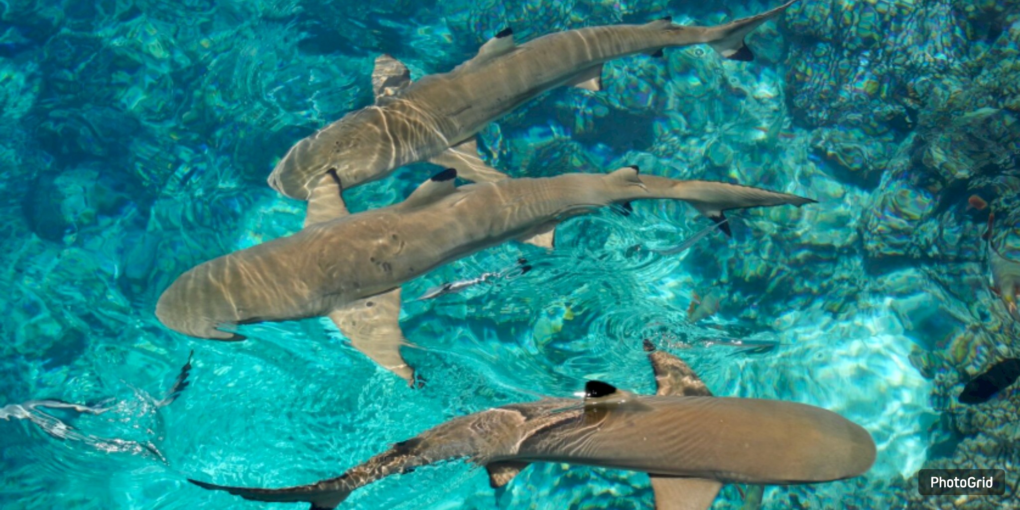 Shark Hotspot: Galveston Bay Home to Diverse Marine Predators