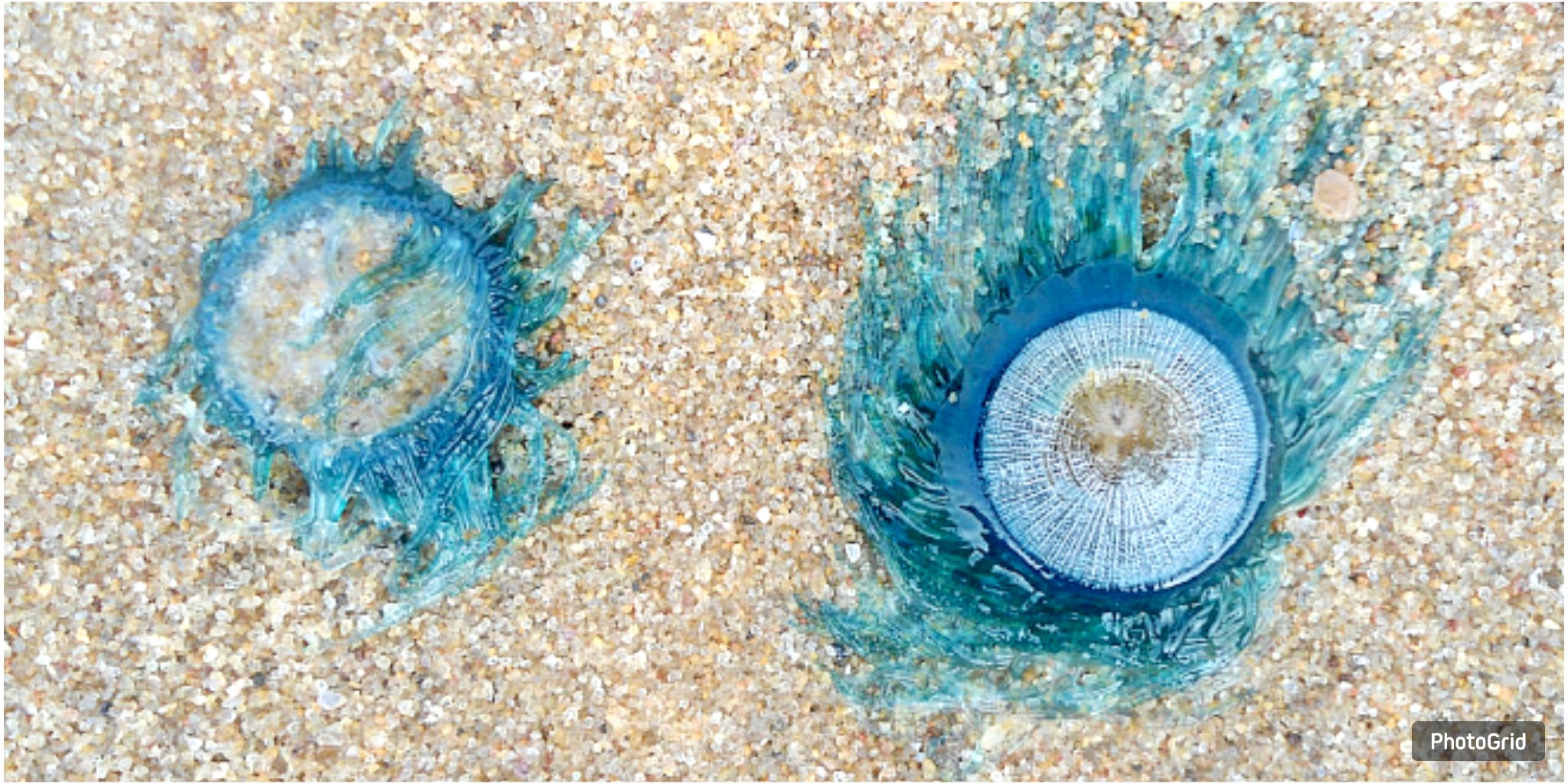 Electric Blue Surprise: Mysterious Marine Creatures Washing Up on Texas Beaches