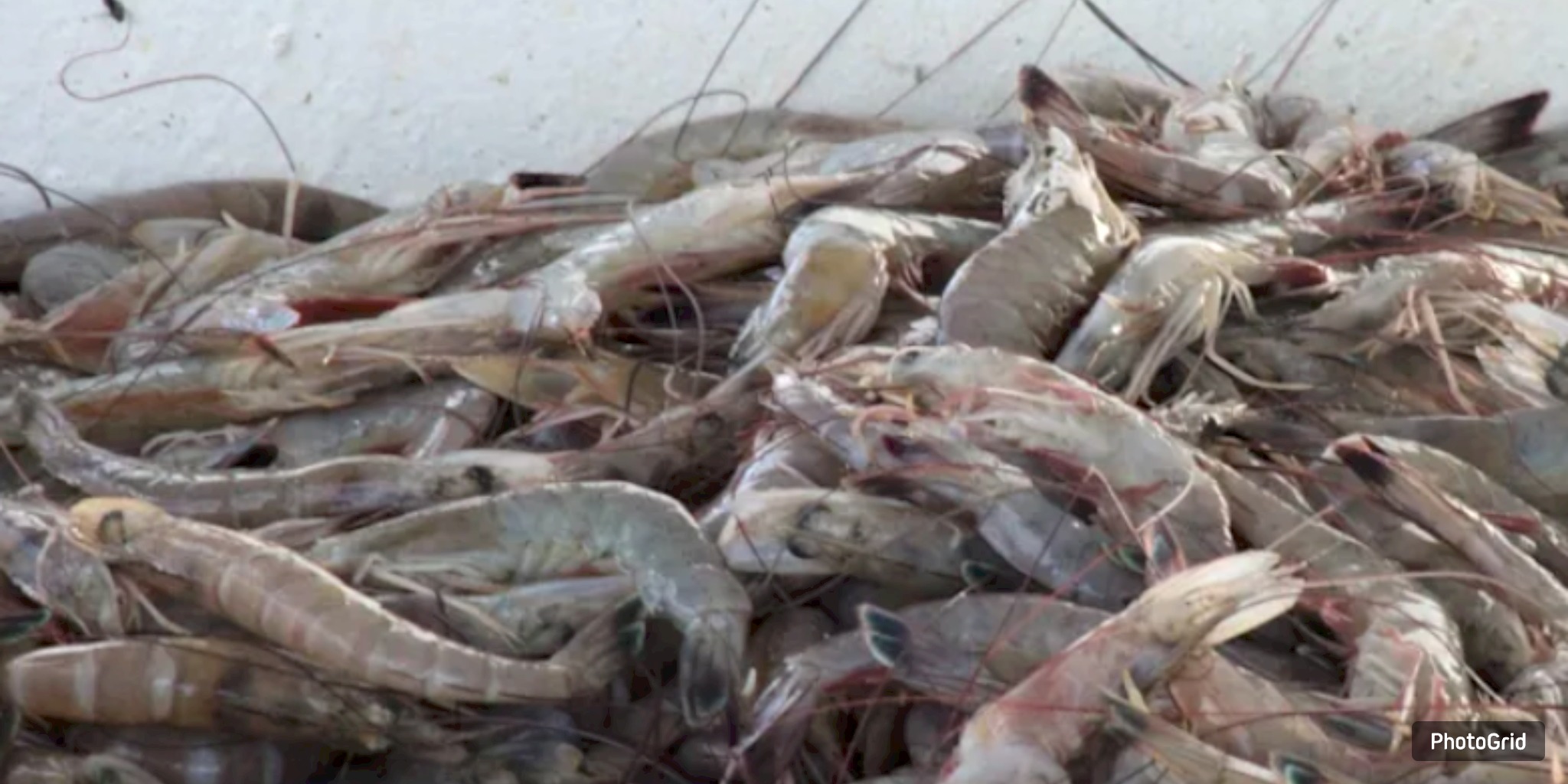  Study Finds Most Coastal Texas Restaurants Still Passing Off Imported Shrimp as Gulf-Caught