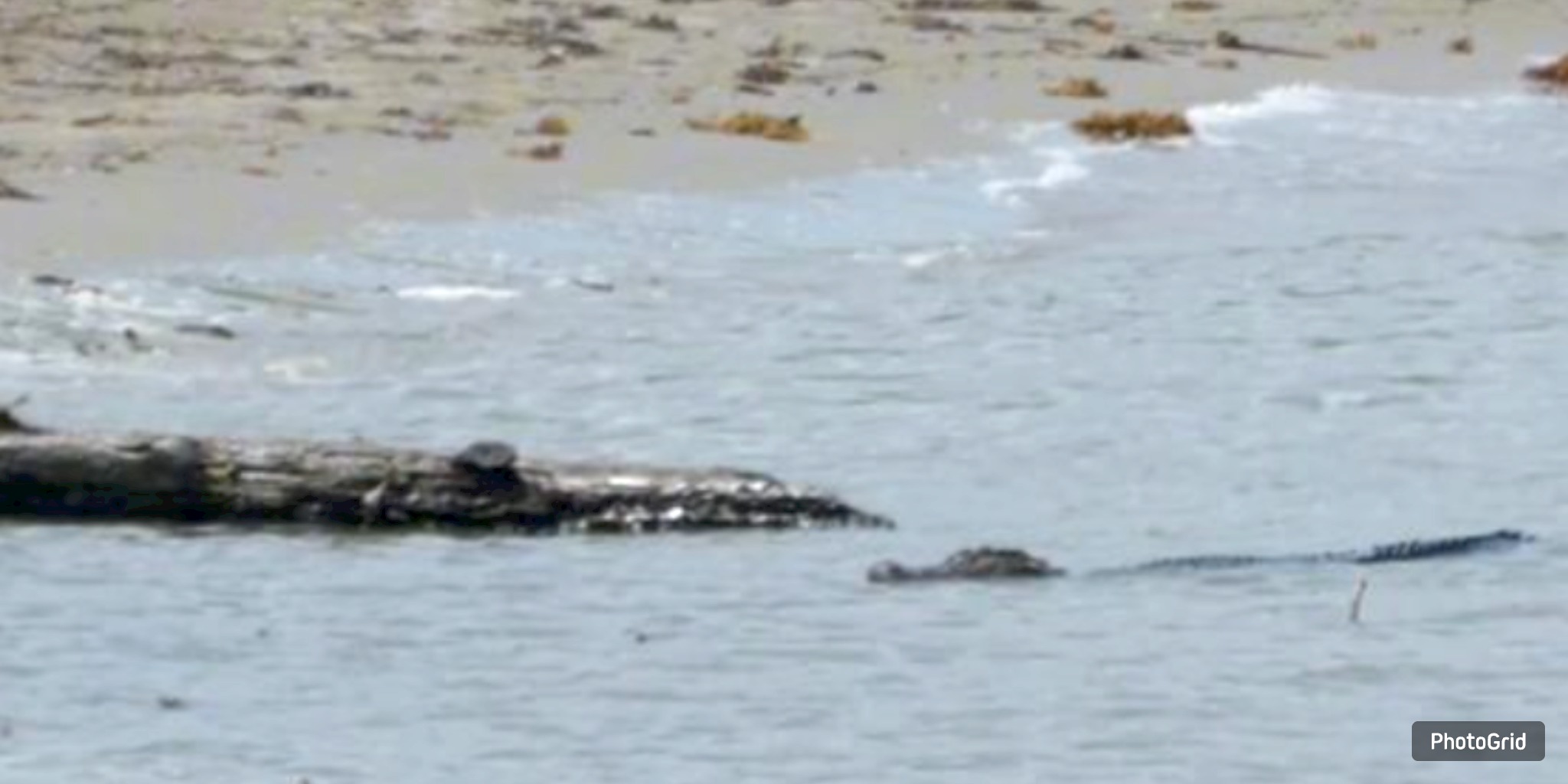 Alligator Spotted Near Galveston’s East Beach Enjoying a ‘Spa Day’