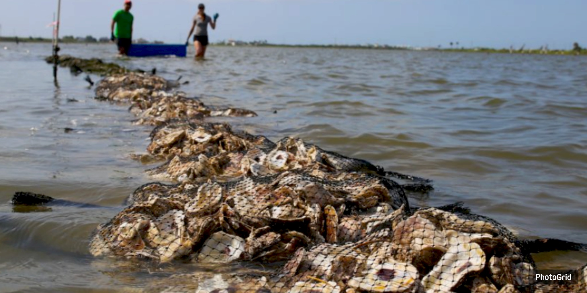  Galveston Bay Foundation Completes Jones Bay Habitat, Reef Restoration