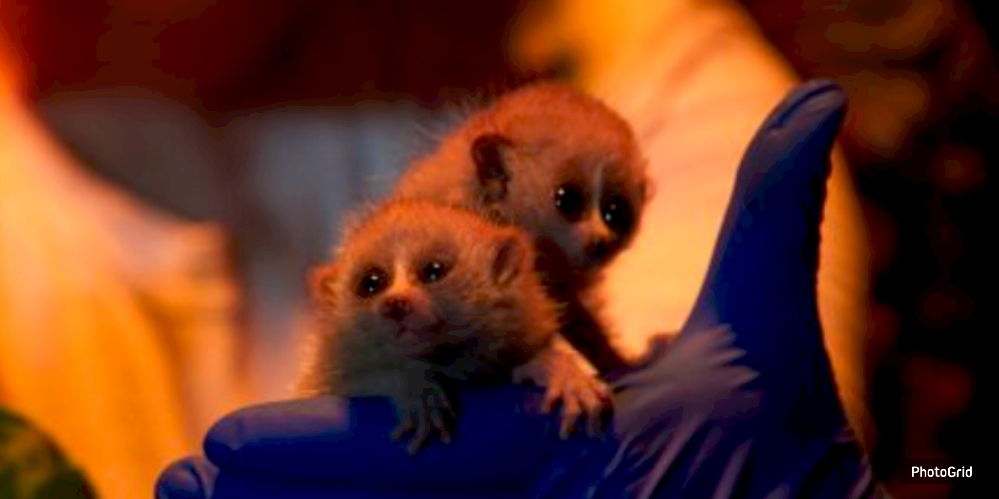 Moody Gardens Celebrates Birth of Endangered Primate in Rainforest Pyramid