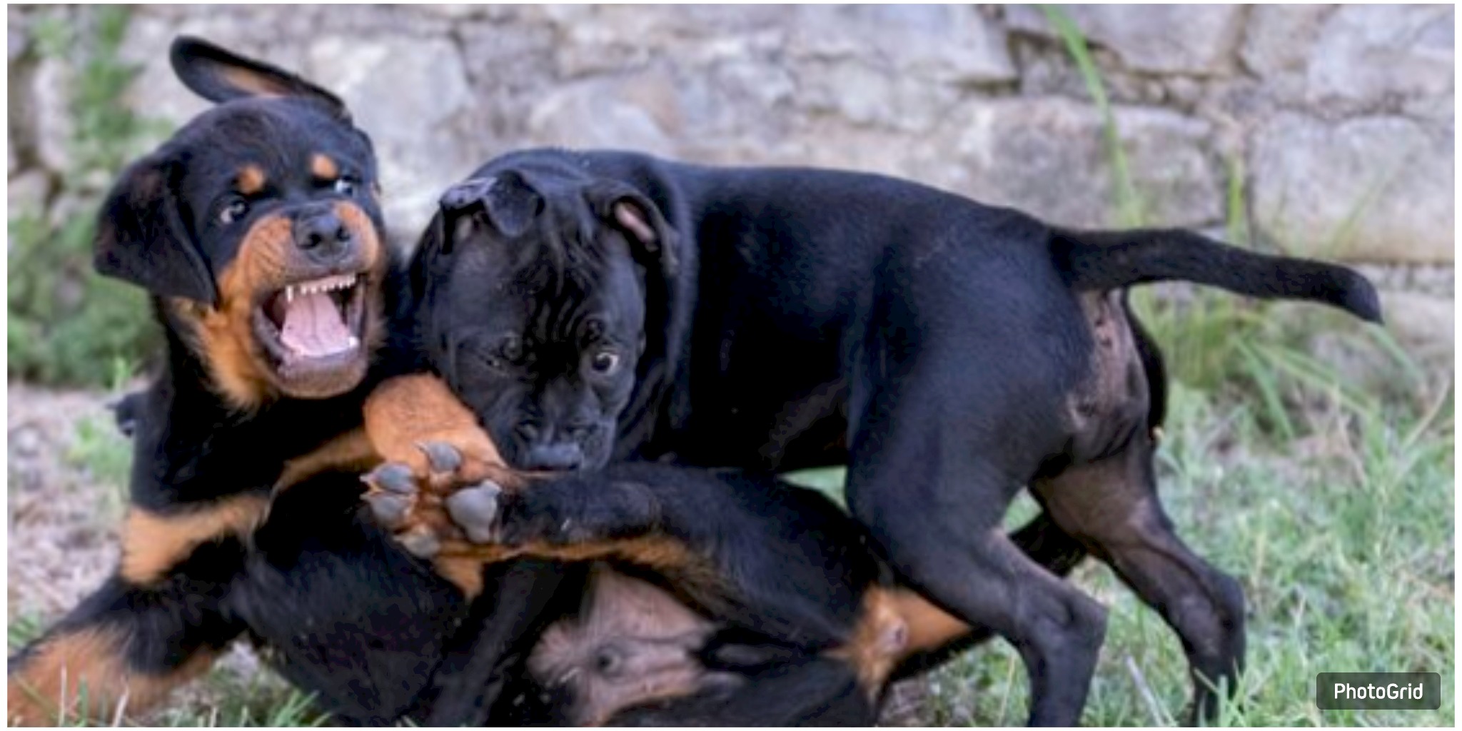 Bacliff man killed after being attacked by his two dogs, Galveston County deputies say