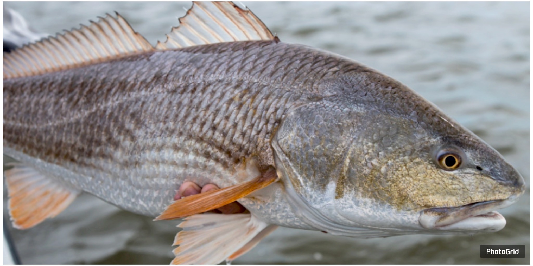 Study Finds Menhaden Industry Responsible for Over 30,000 Redfish Deaths