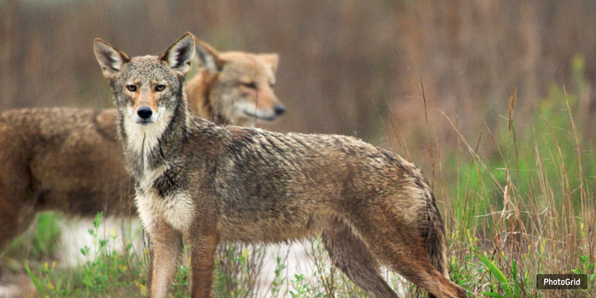 Galveston Brewery Launches ‘Ghost Coast’ Lager as Island’s “Ghost Wolves” Drive Conservation Push
