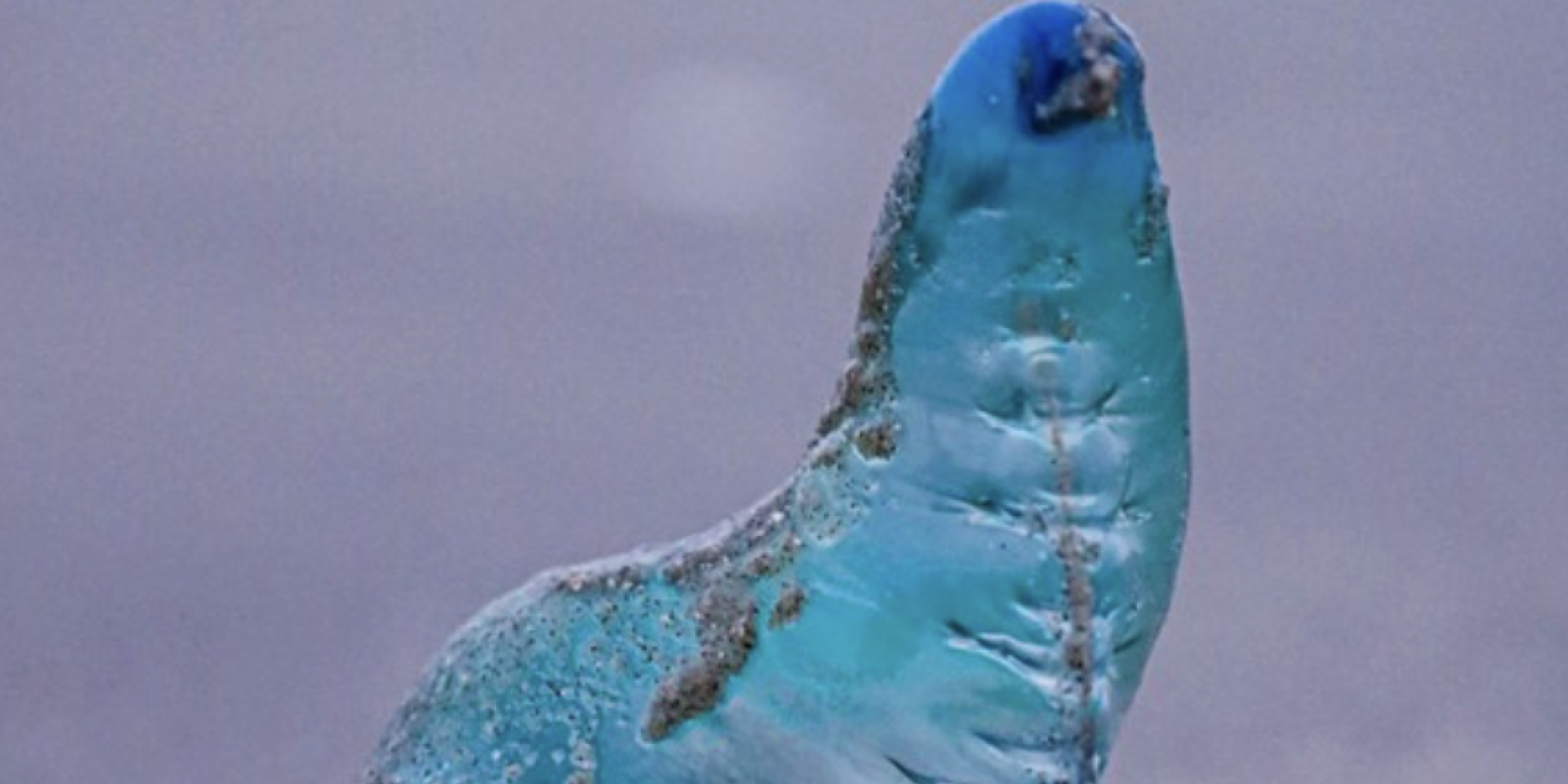 Galveston Officials Urge Caution After Reports of Man o’ War Washing Ashore