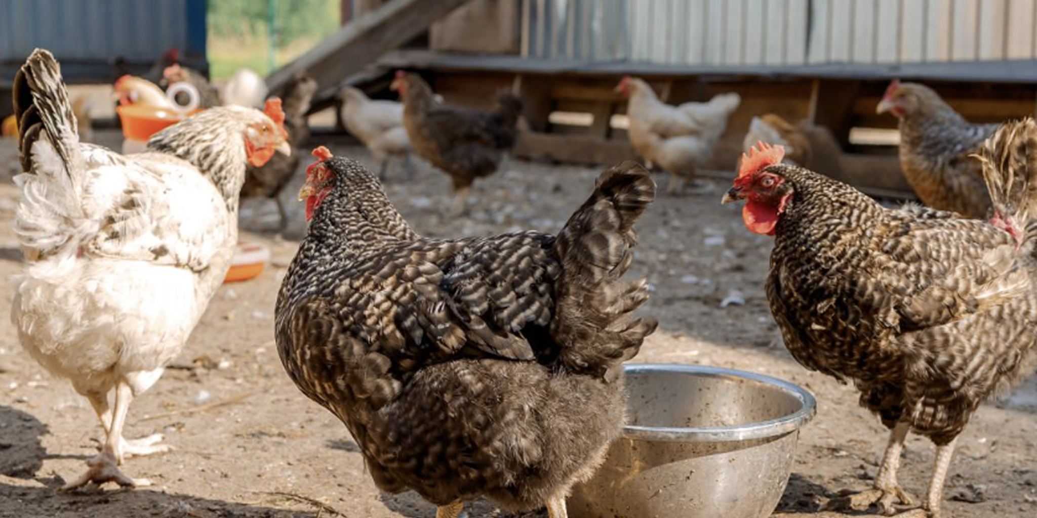 Avian Flu Detected in Galveston County Birds; Human Risk Remains Low