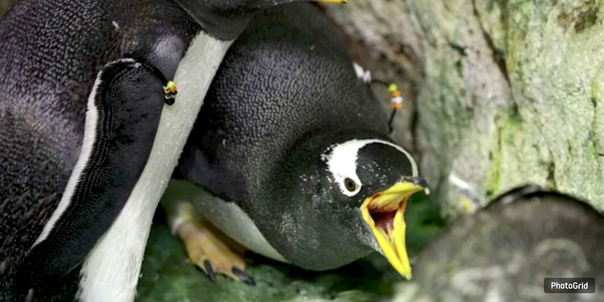 Avian Flu Prompts Animal Relocations, New Visitor Rules at Moody Gardens