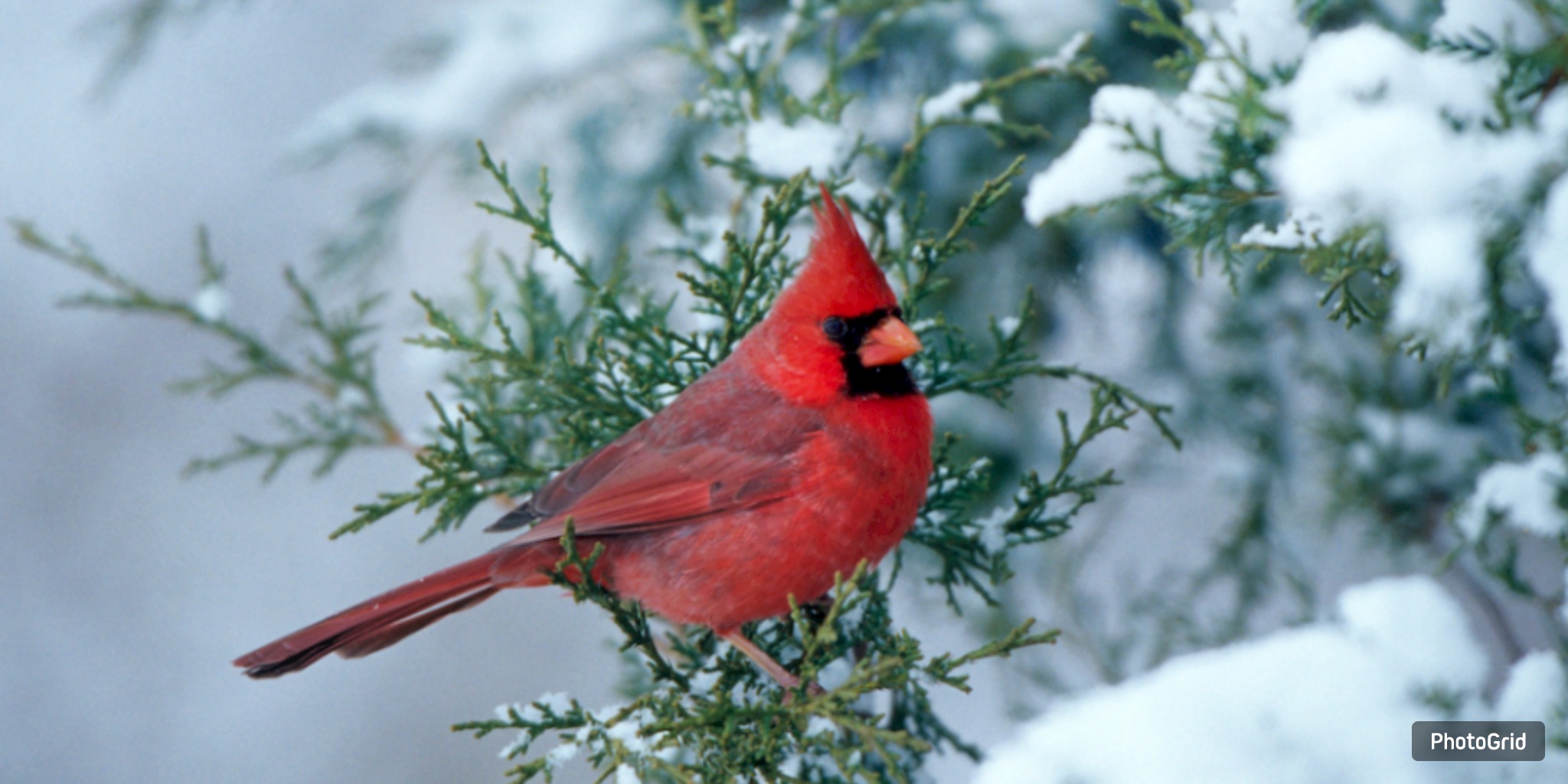 Galveston birders log winter species in nationwide Audubon count