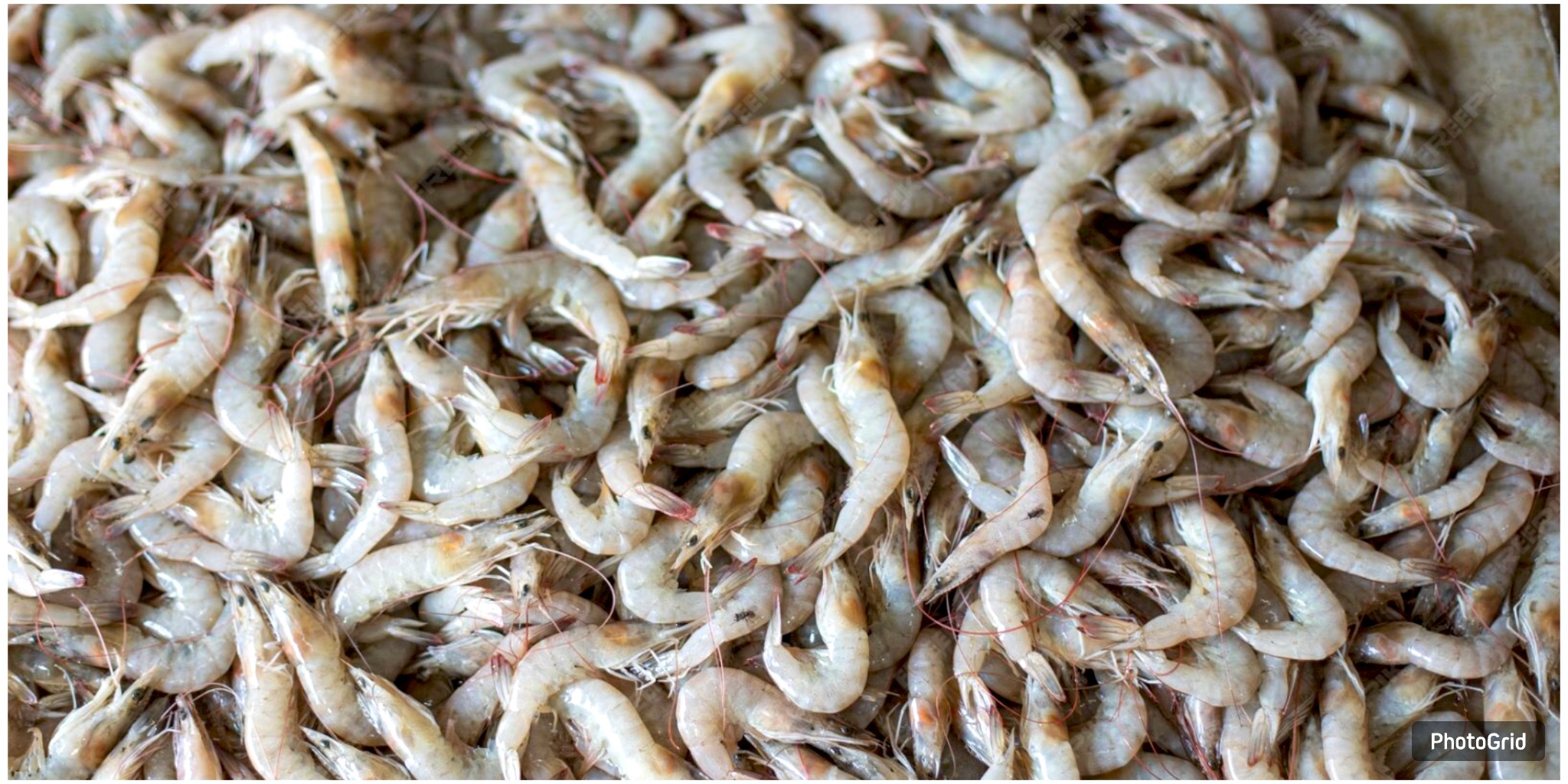 Study finds fewer Galveston restaurants mislabel shrimp