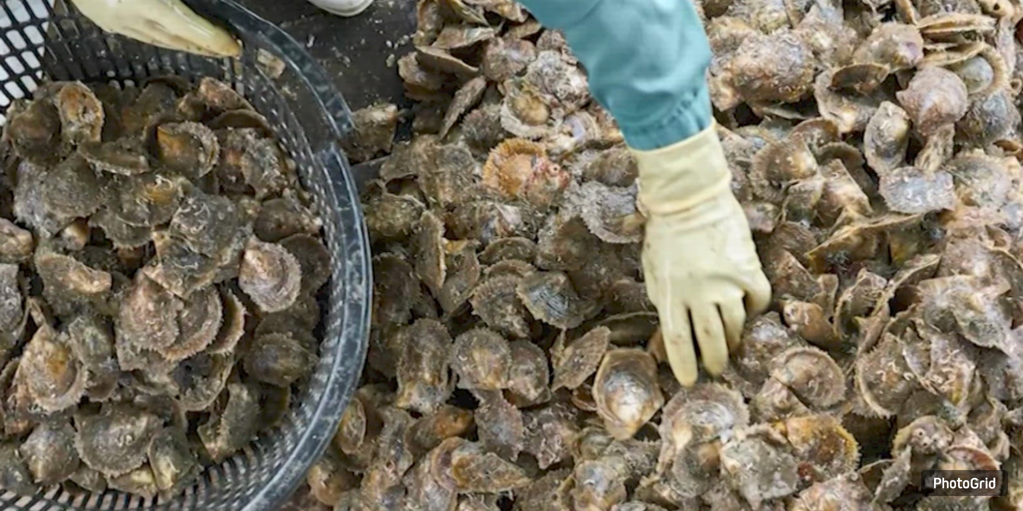 TPWD closes Matagorda Bay oyster area