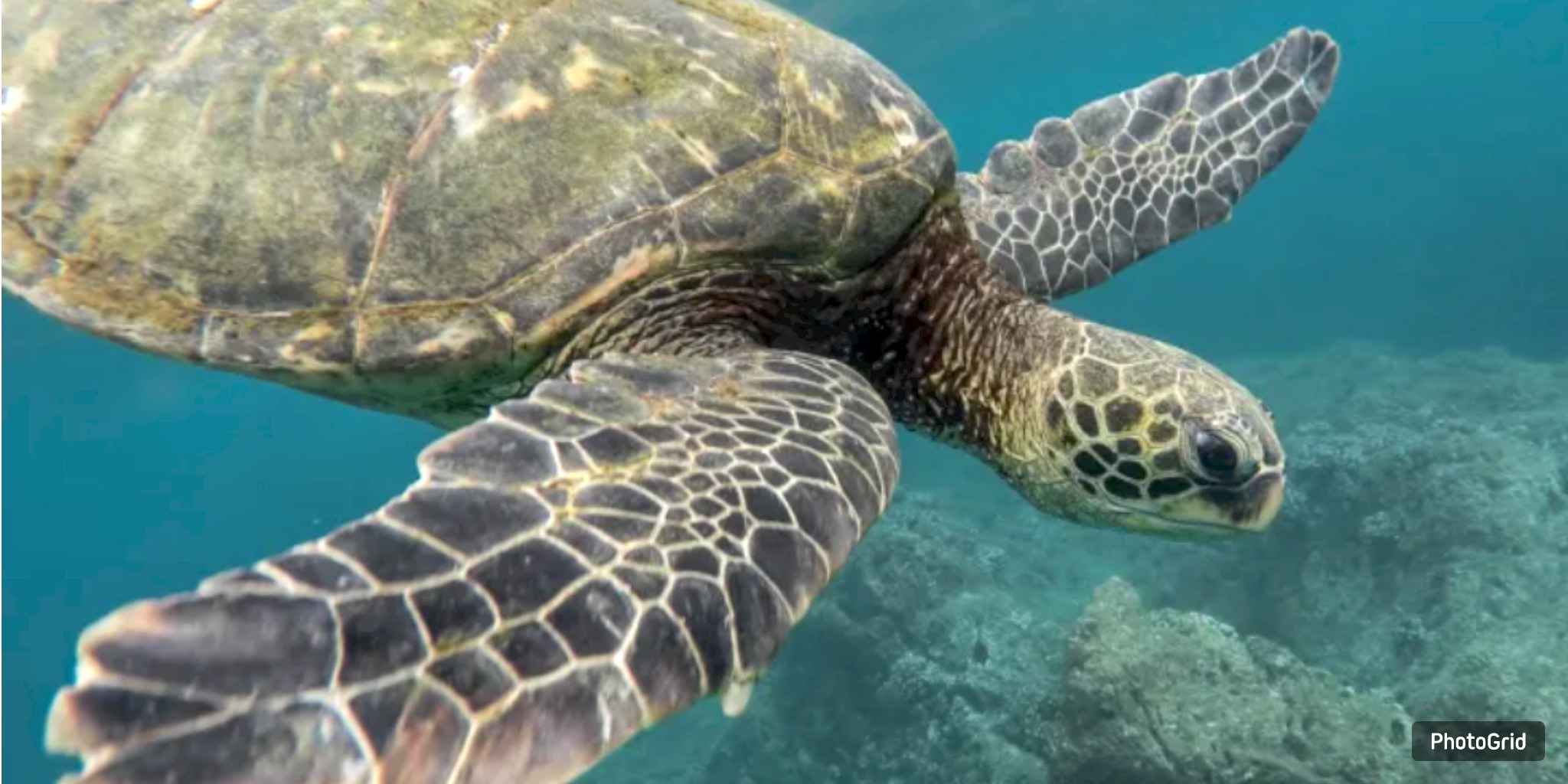 Cold snap puts Gulf Coast turtles at risk