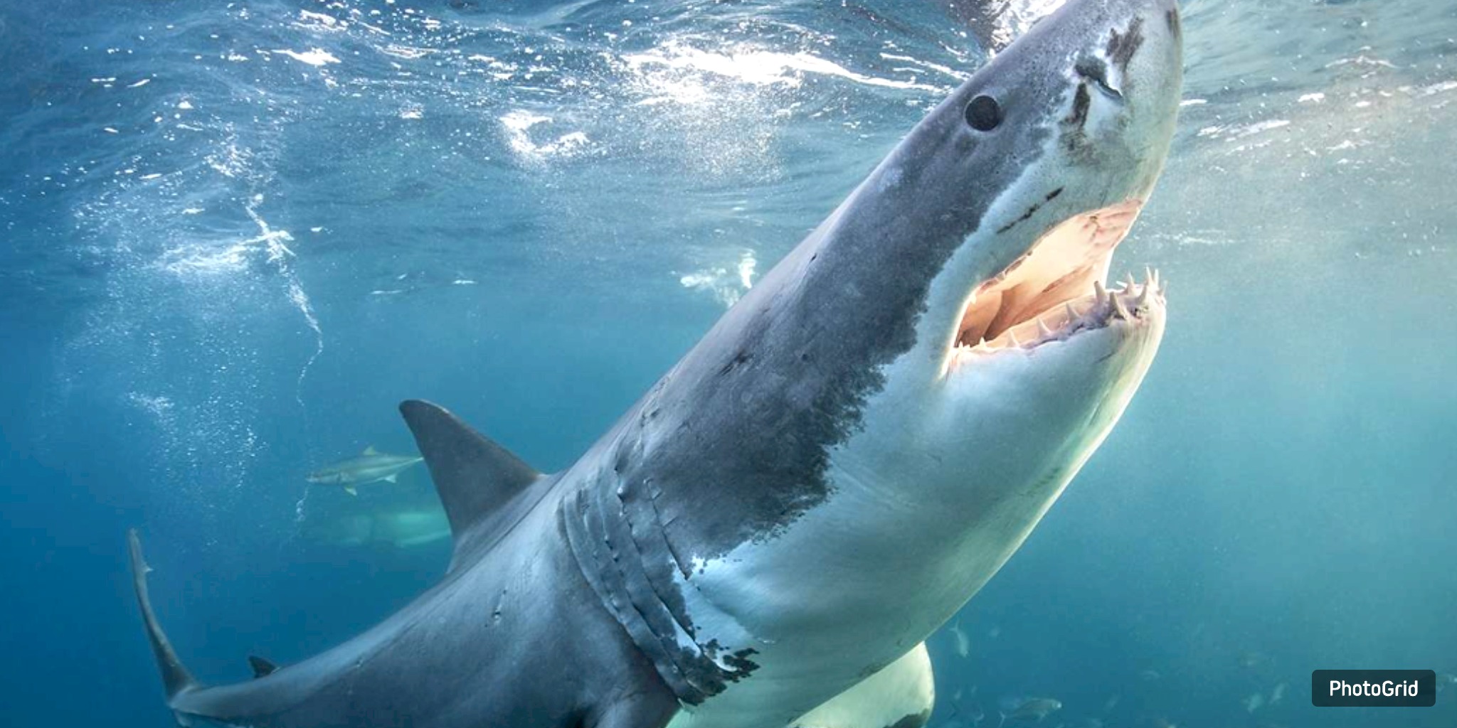 Nova Scotia–Tagged Great White Travels 2,000 Miles Toward Gulf