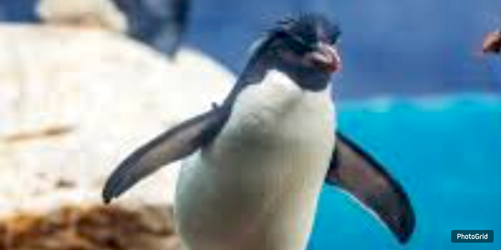 Moody Gardens Mourns Loss of Beloved Penguin Hendrix
