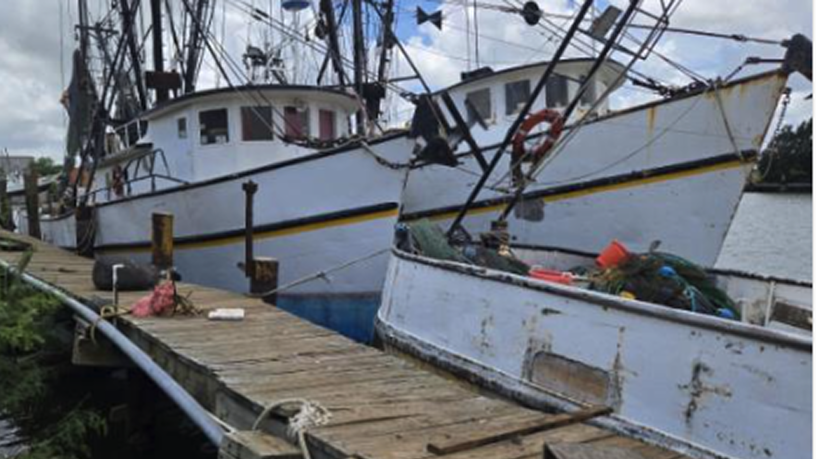 Study finds Gulf shrimp revenue plunged 55% as imports dominate market