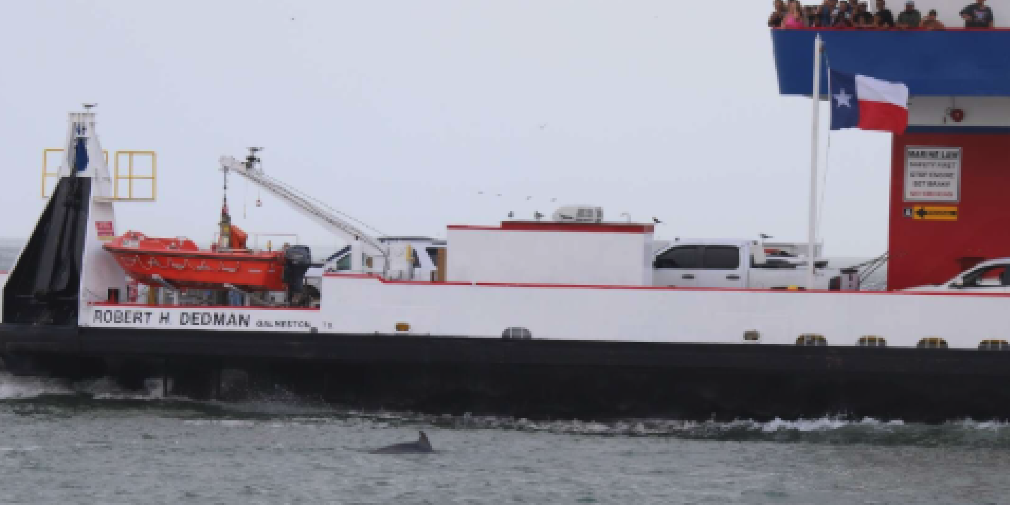 Seawolf Park research finds dolphins shadow anglers, raising safety concerns