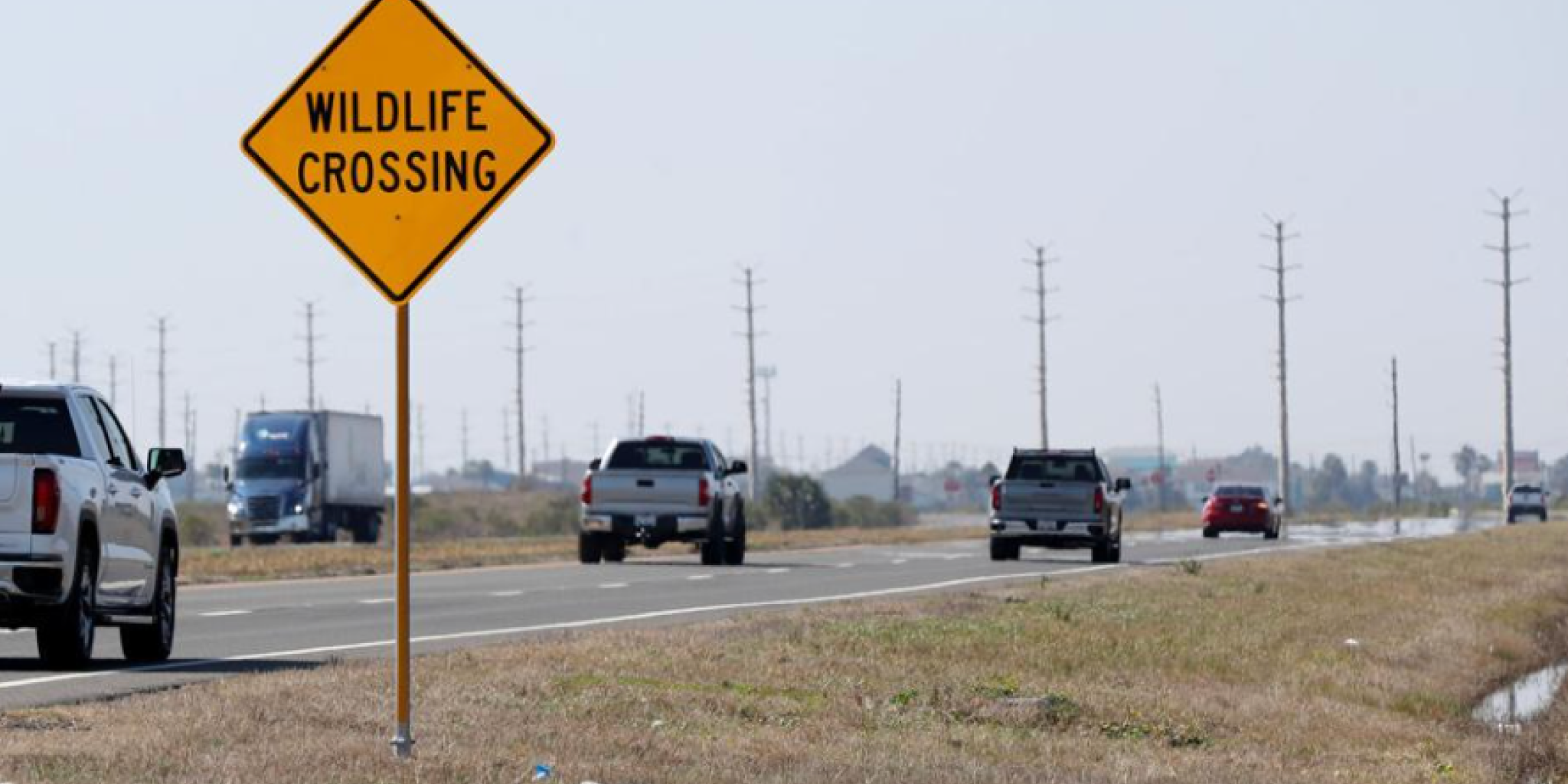 TxDOT installs wildlife signs to protect island coyotes
