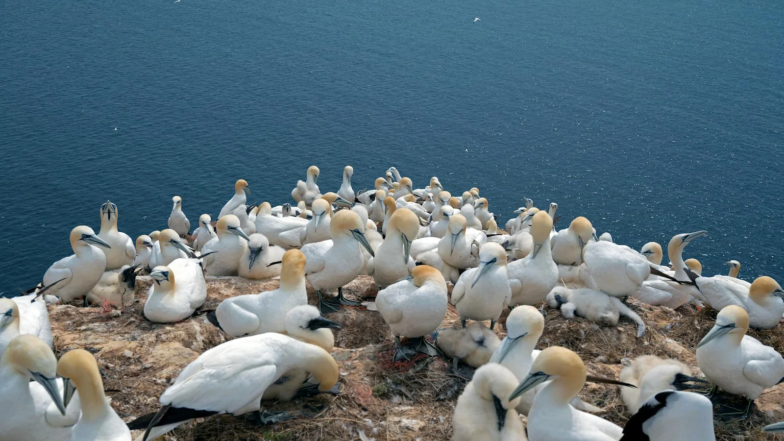 Texas urges boaters to protect nesting coastal birds