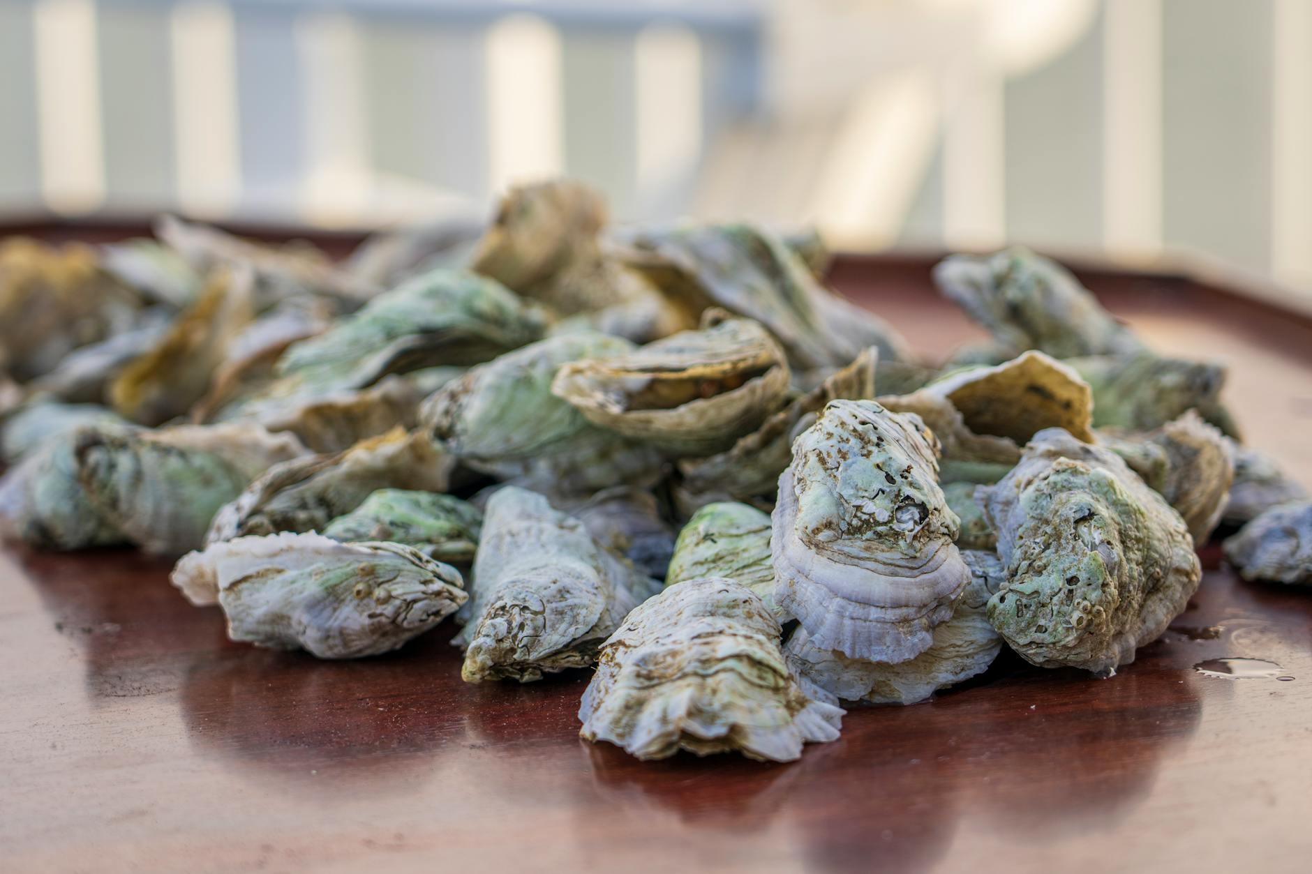 Houston retiree launches $250M push to restore Texas oyster reefs