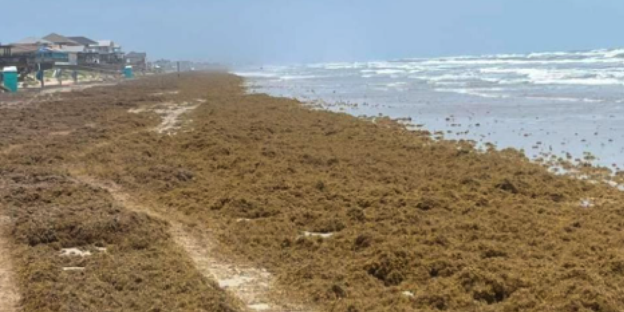 Seaweed surge hits Galveston beaches ahead of Memorial Day